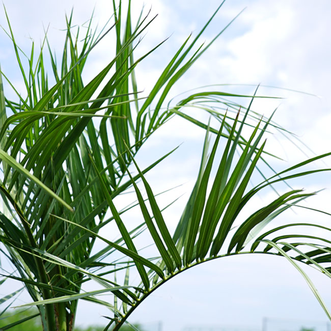 ヤシ ココスヤシ 4