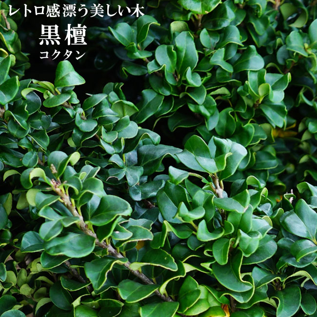 黒檀の木（コクタン