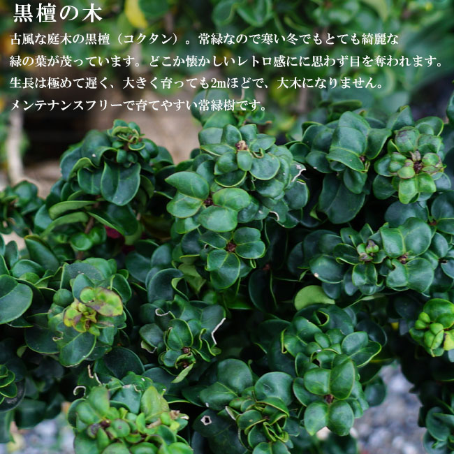   2黒檀の木（コクタン