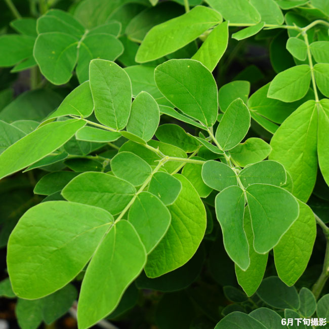 アカシア モンキーポッド 4