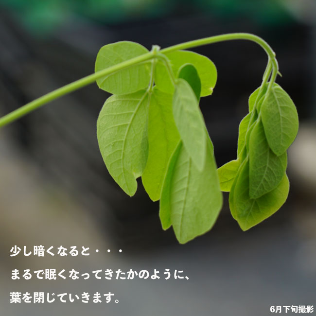 アカシア モンキーポッド 3