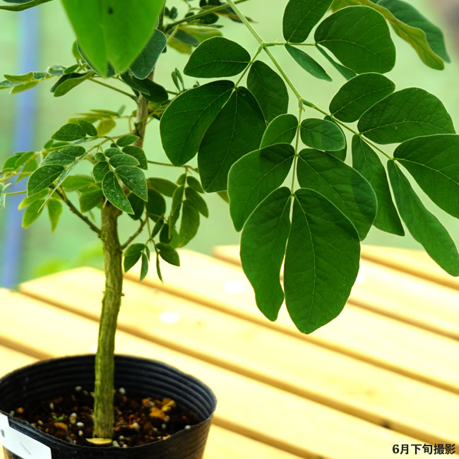 アカシア モンキーポッド 2