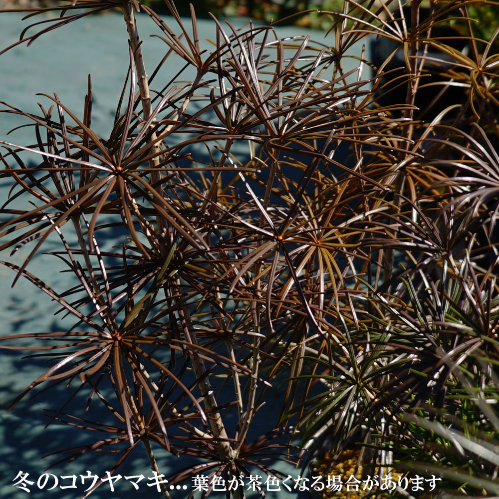 コウヤマキ 苗 販売 苗木部 By 花ひろばオンライン