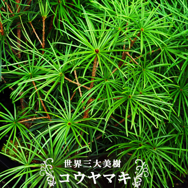 コウヤマキの葉