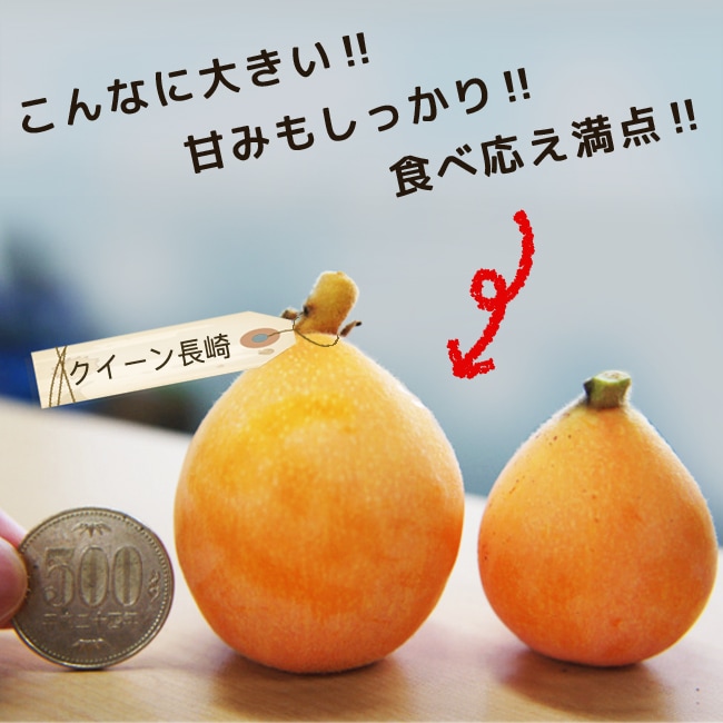 ビワ クイーン長崎 2