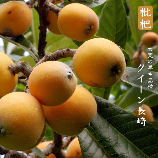 ビワ クイーン長崎 