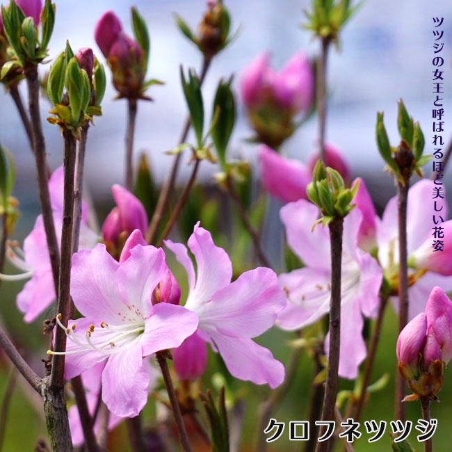 クロフネツツジ 苗 通販 苗木部 By 花ひろばオンライン