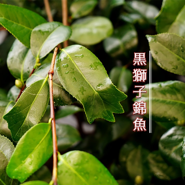 ネムノキ  トキワ 1