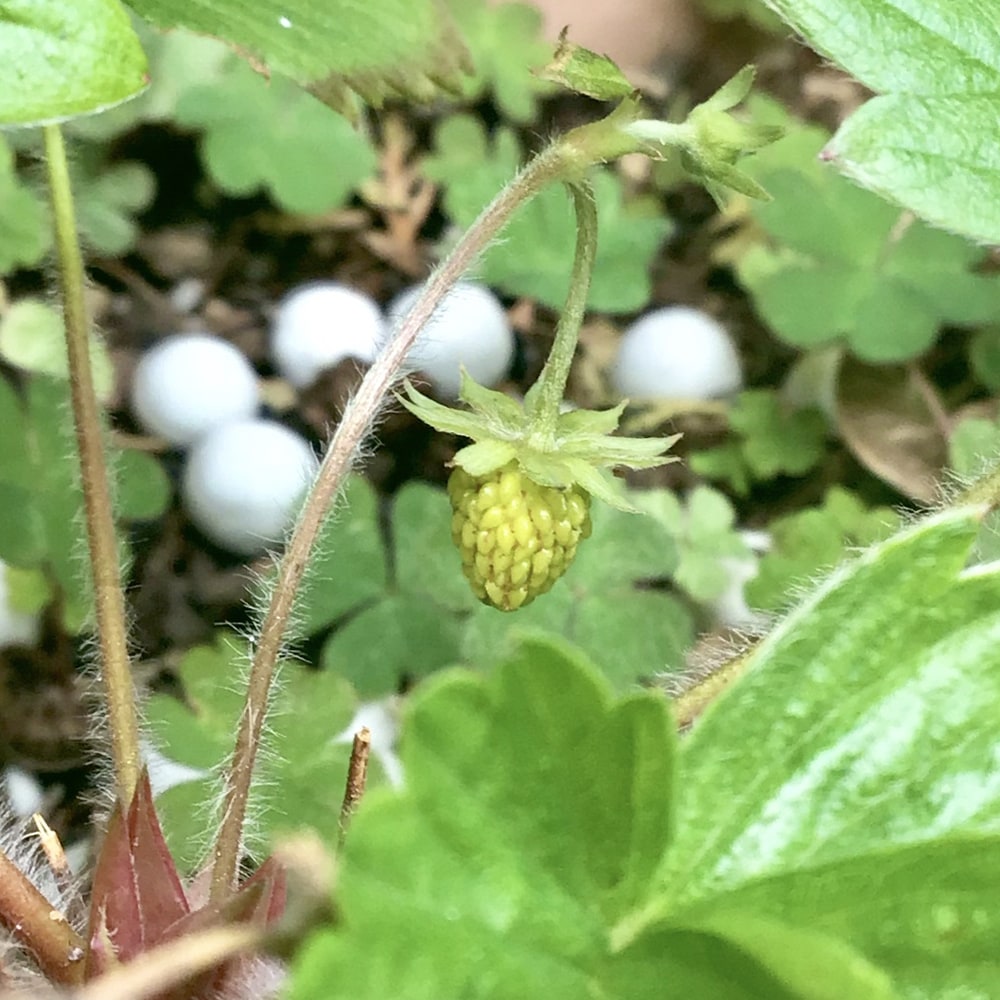 ワイルドストロベリー 白実 苗 販売 苗木部 By 花ひろばオンライン