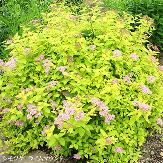 ライムマウンド