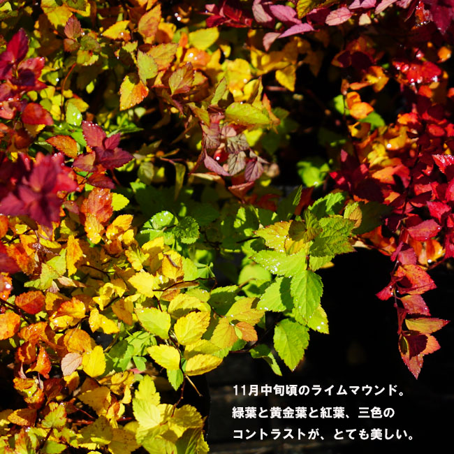 ライムマウンド紅葉