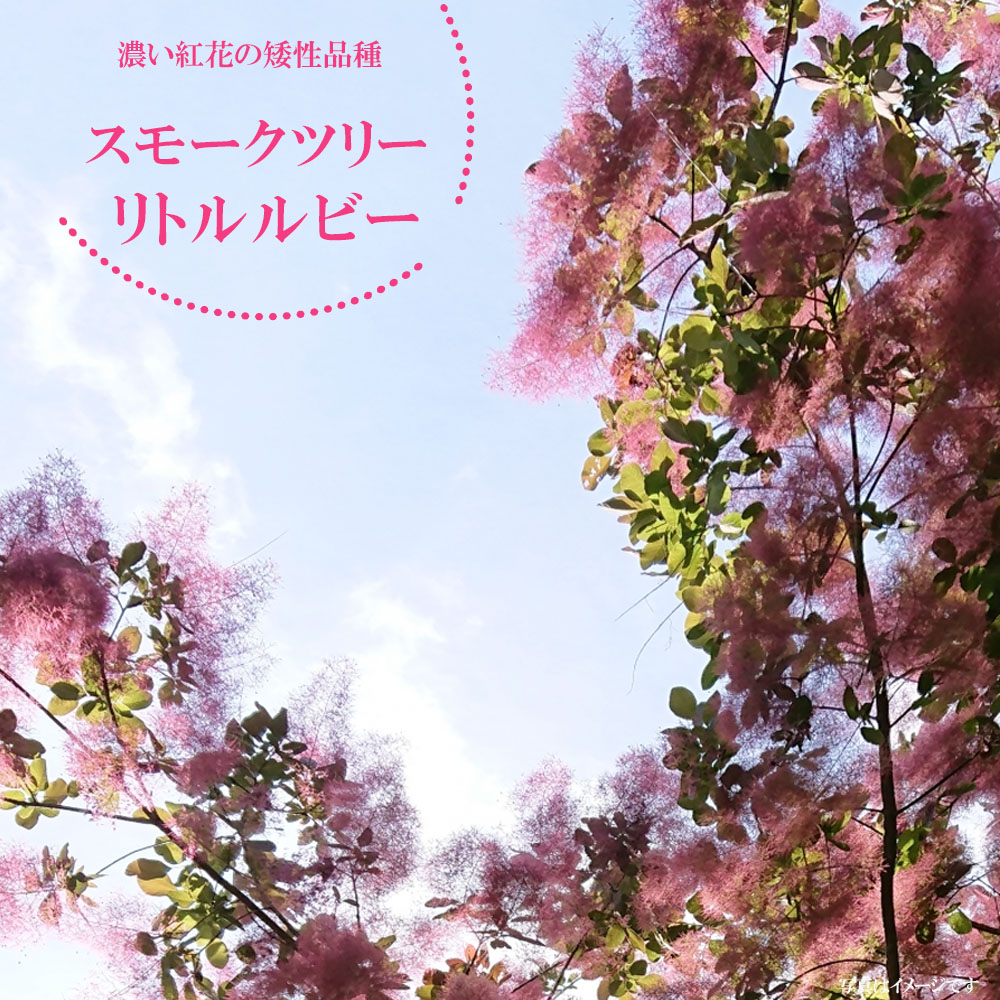 スモークツリー ｜ リトルルビー