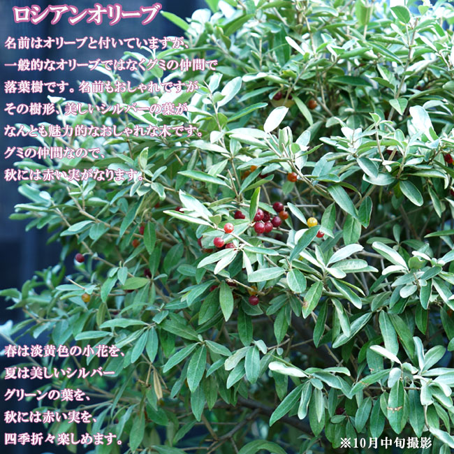 ロシアンオリーブ