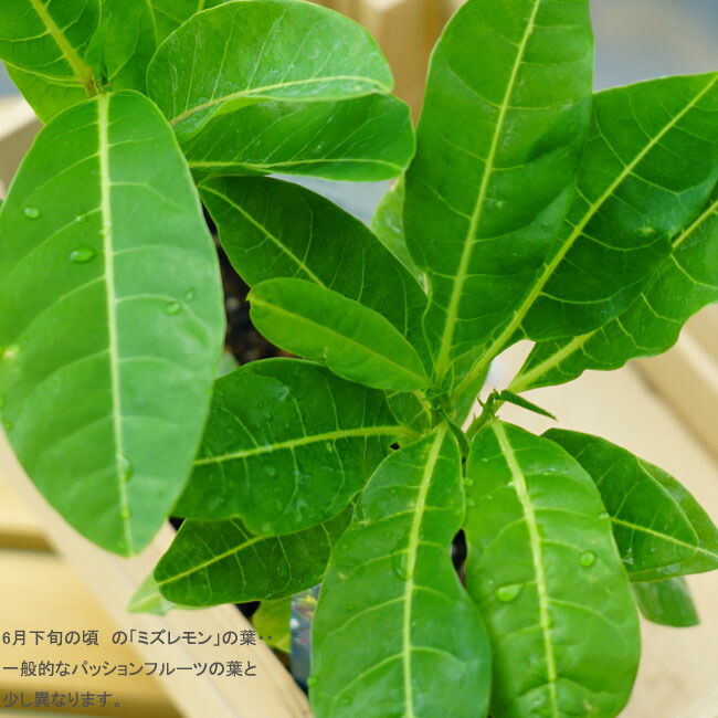 ミズレモンの葉