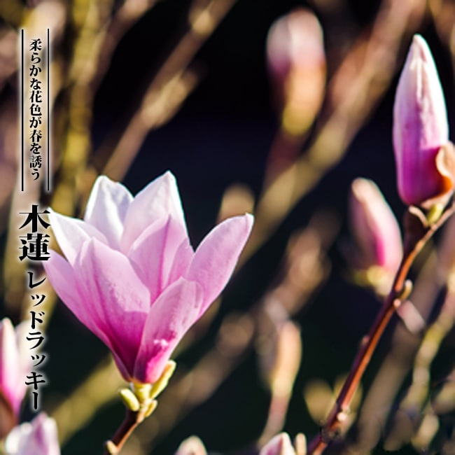 モクレン レッドラッキー  