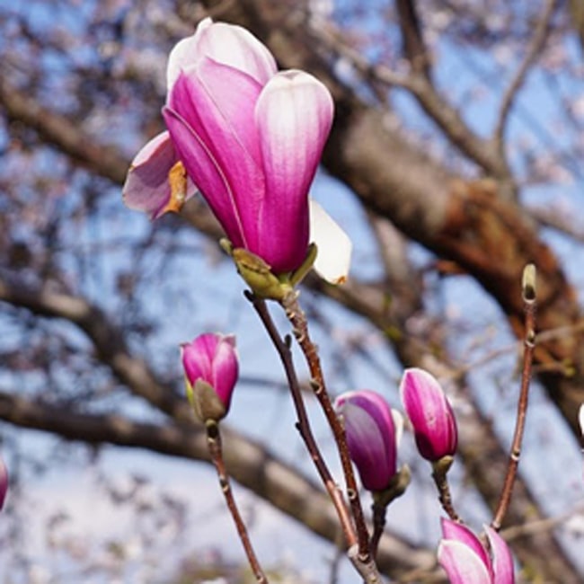 モクレン レッドラッキー  2