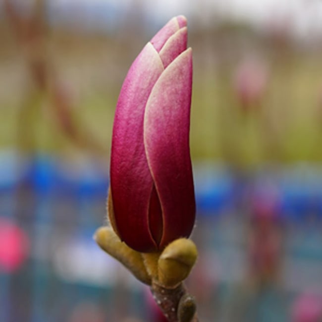 モクレン レッドラッキー  1