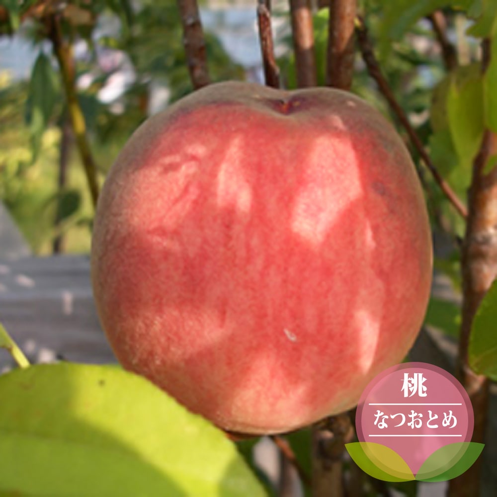 モモ なつおとめ 