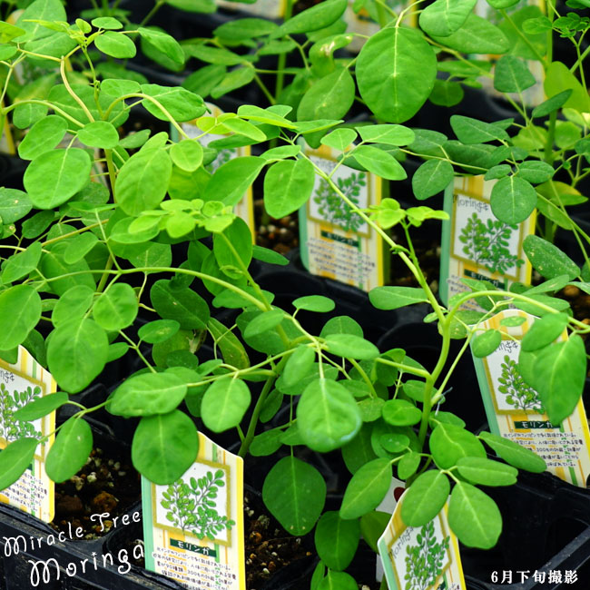 奇跡の樹　モリンガ｜ワサビノキ