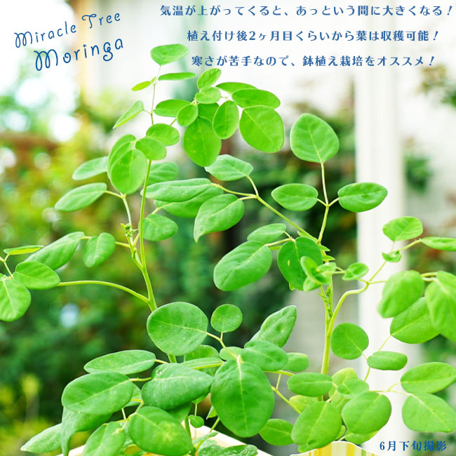 奇跡の樹　モリンガ｜ワサビノキ