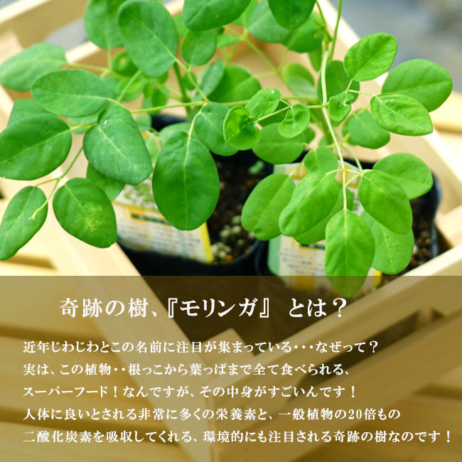 モリンガ 苗 通販 苗木部 By 花ひろばオンライン
