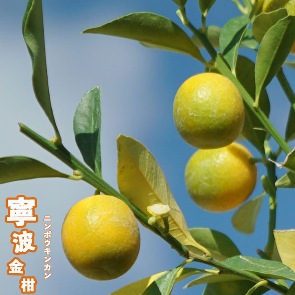 柑橘 キンカン 寧波金柑 （にんぽうきんかん）の販売 時期 苗木部