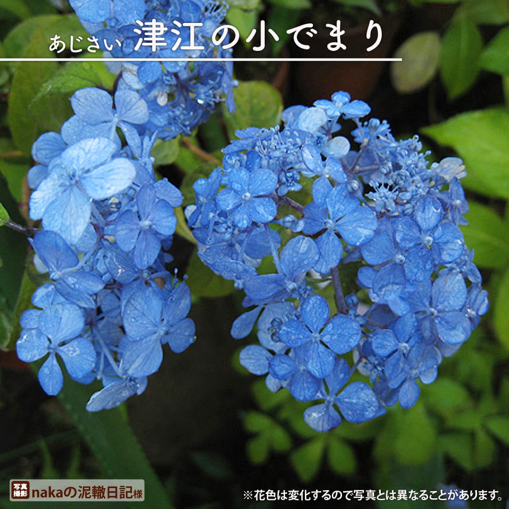 アジサイ 津江の小でまり 