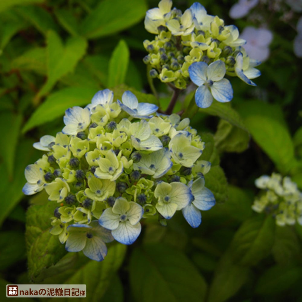 アジサイ 津江の小でまり 1