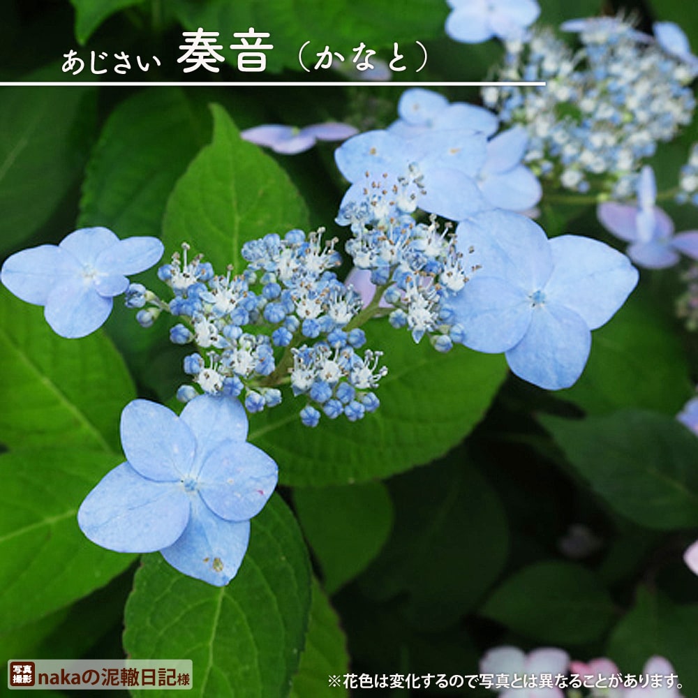 アジサイ 奏音 