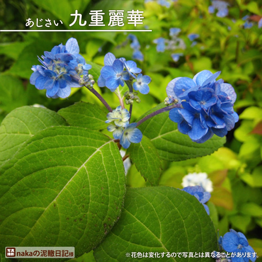 アジサイ 九重麗華 