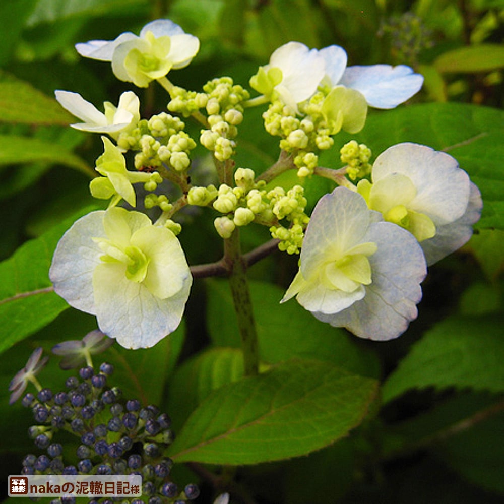 アジサイ 八重咲甘茶 1