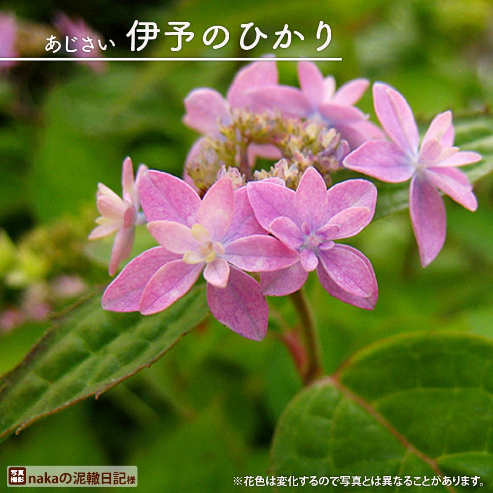   伊予のひかり