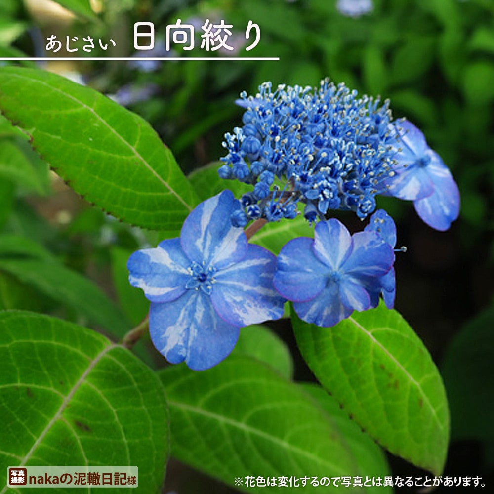 アジサイ 日向絞り 