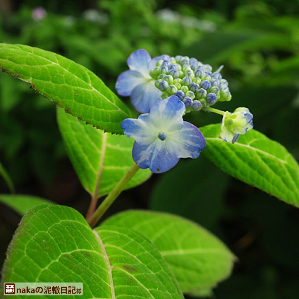 アジサイ 日向絞り 1