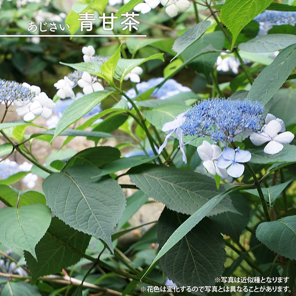 アジサイ 青甘茶 