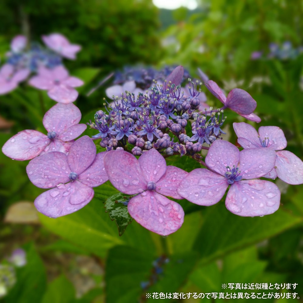 アジサイ 水縄 1