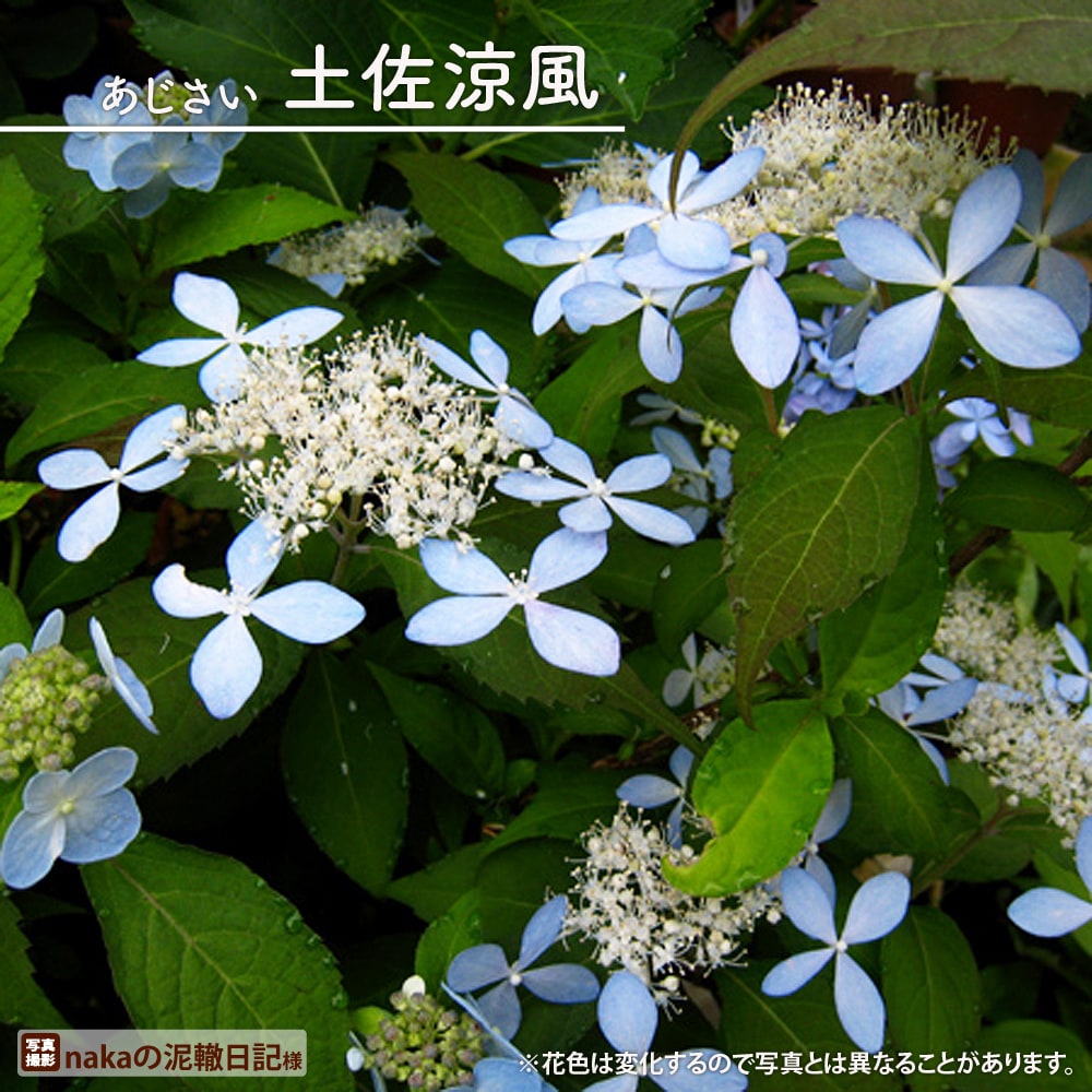 アジサイ 土佐涼風 
