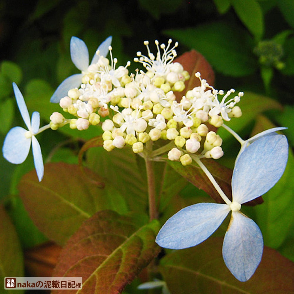 アジサイ 土佐涼風 1