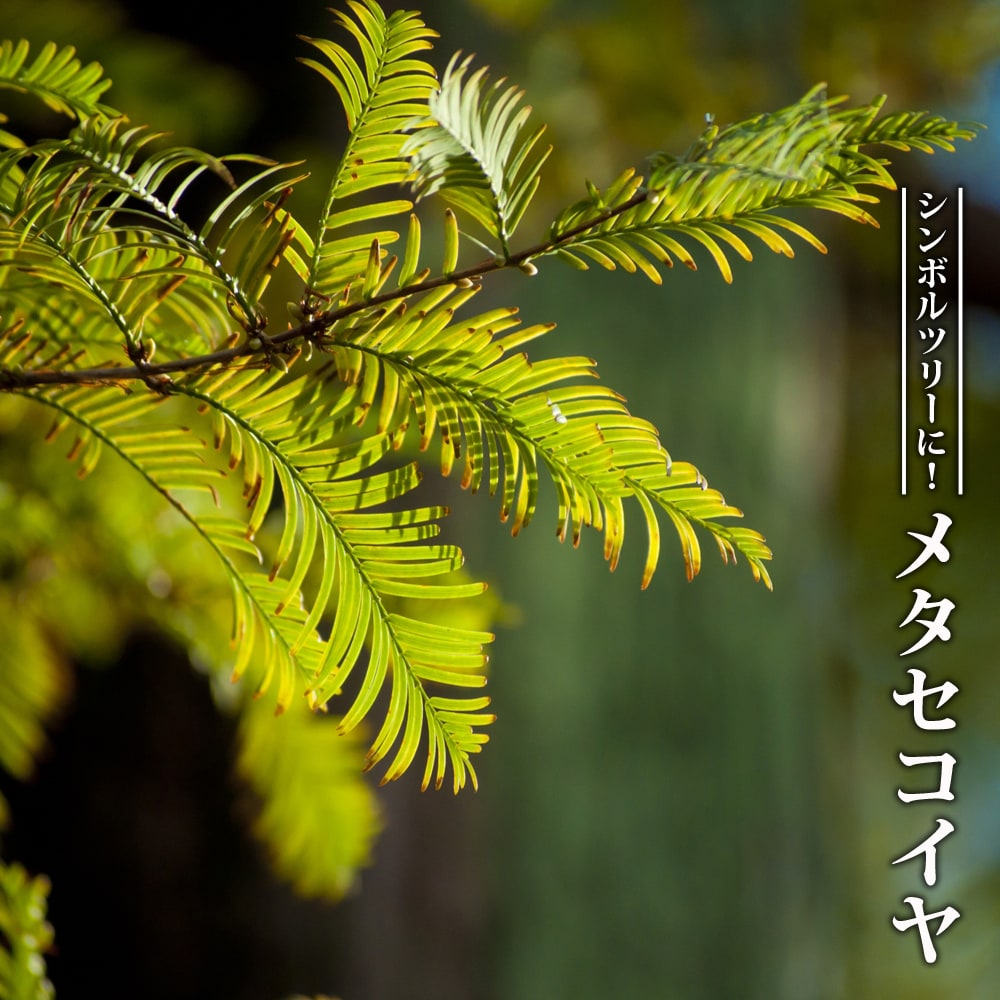 メタセコイヤ 