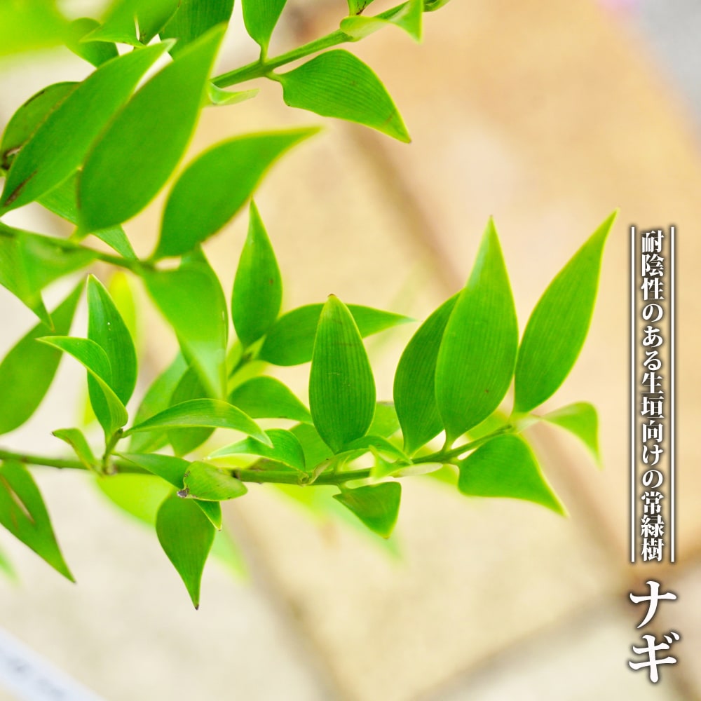 ナギ スモーキーブルー 