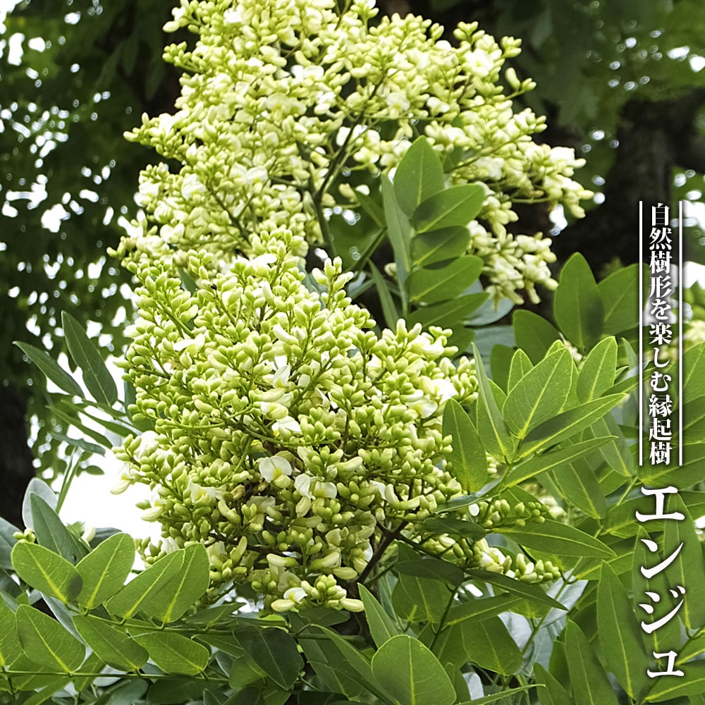 エンジュ