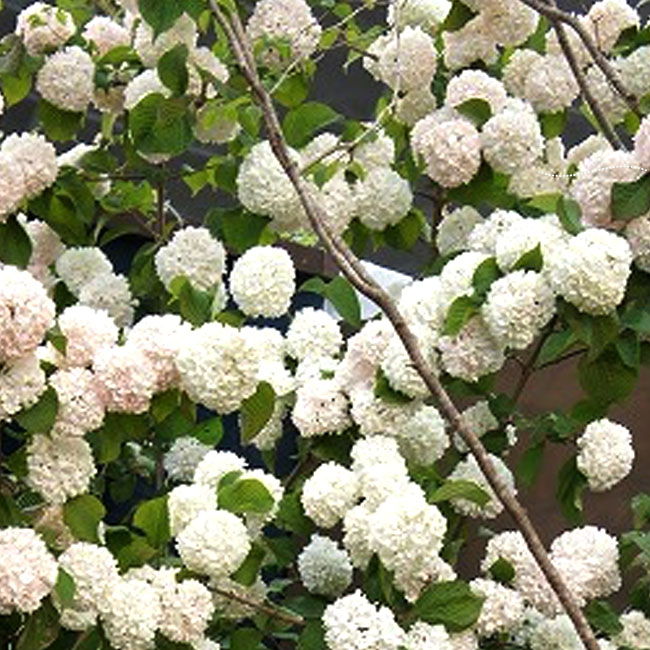 ビバーナム オオデマリ 苗 販売 苗木部 By 花ひろばオンライン