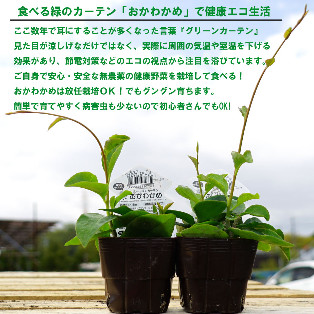 おかわかめ 苗 販売 苗木部 By 花ひろばオンライン