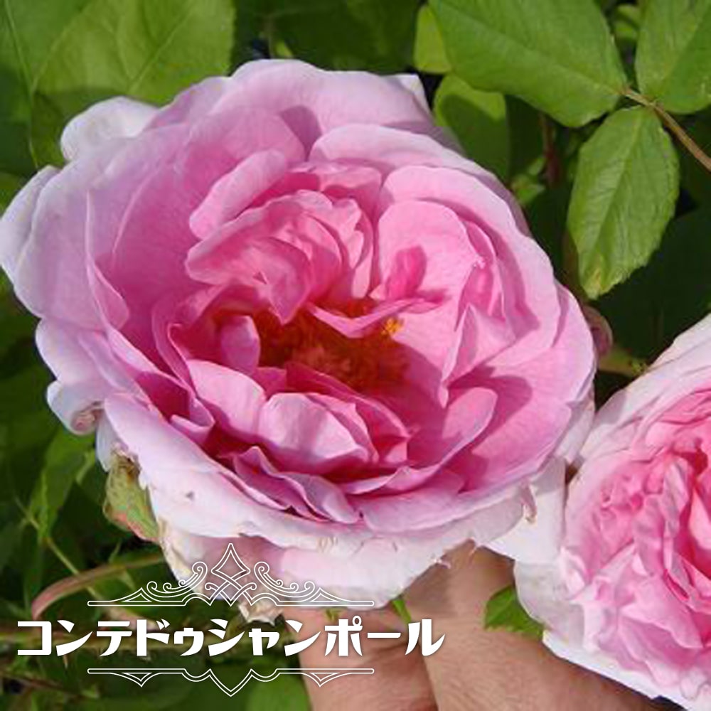 コンテドゥシャンポール