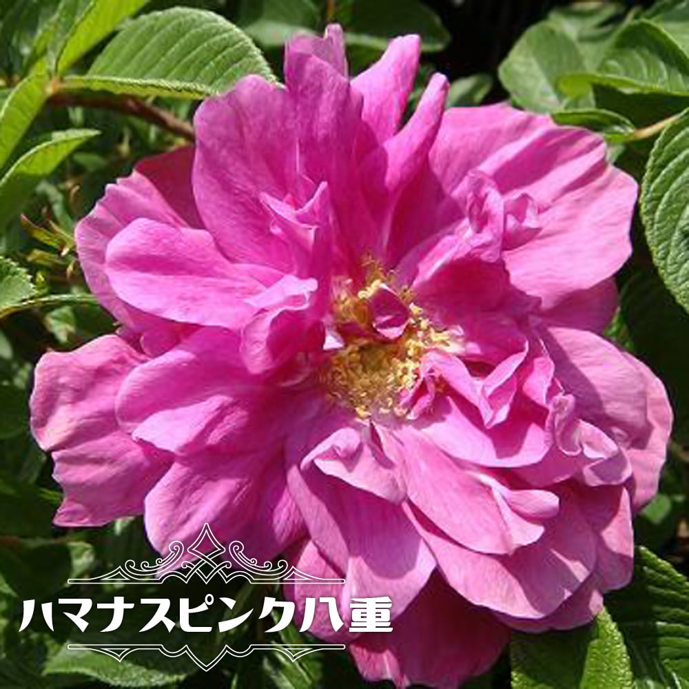 バラ ハマナス（ジャパニーズローズ） ピンク八重 苗 販売 苗木部