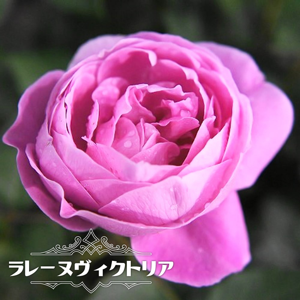 バラ ラレーヌヴィクトリア B ブルボン 苗 通販 苗木部 By 花ひろば