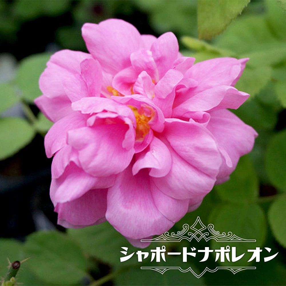 バラ シャポードナポレオン 1