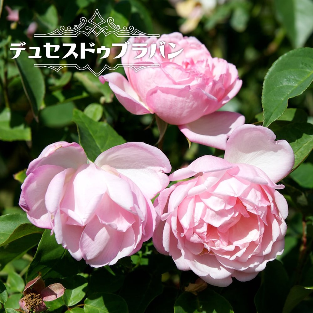 バラ デュセスドゥブラバン 