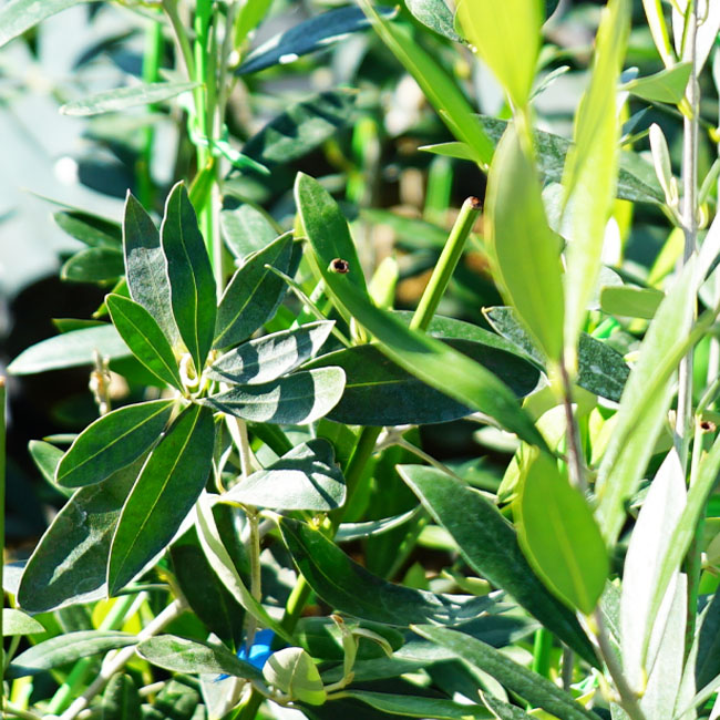 オリーブ アザパ 1