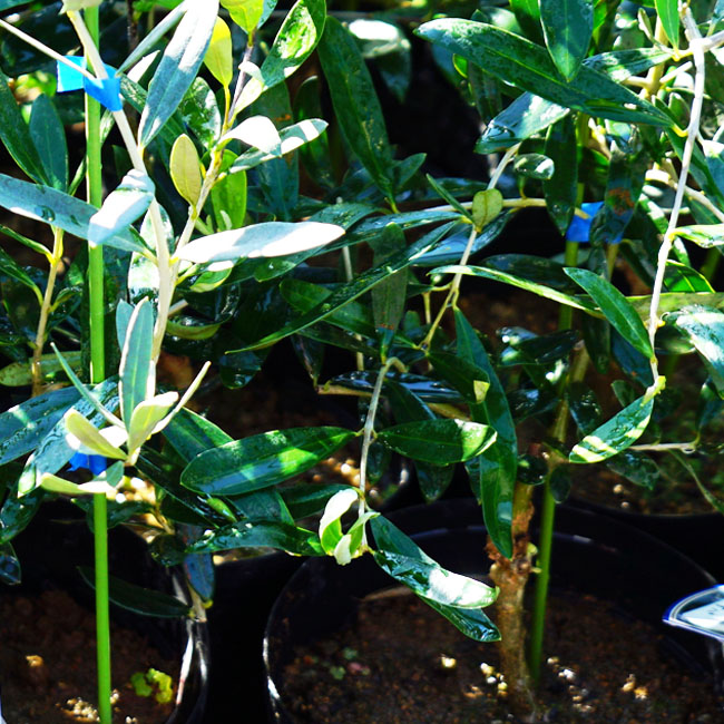 オリーブ ジャンボカラマタ 1